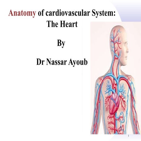 Anatomy of cardiovascular system