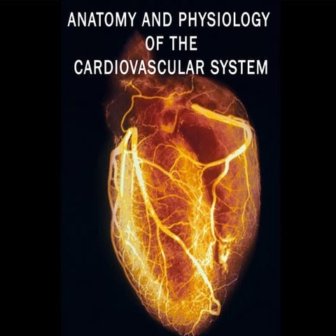 Anatomy of Cardiac System
