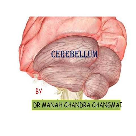 Anatomy of cerebellum