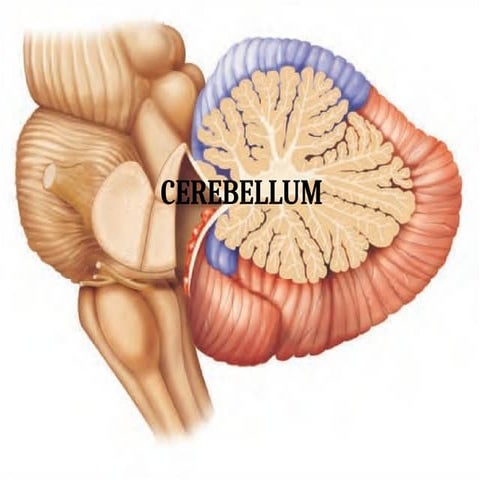 neurological anatomy of cerebellum.  ppt