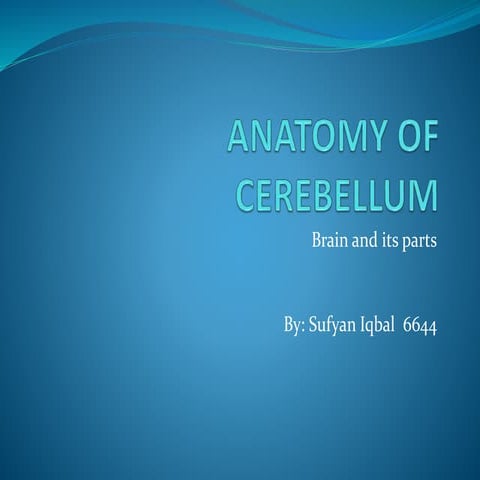 Anatomy of cerebellum