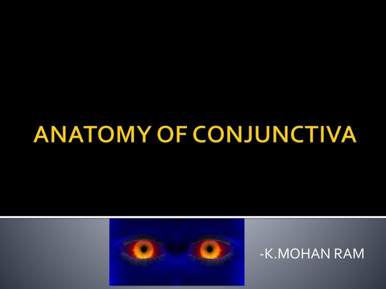 Anatomy of conjunctiva