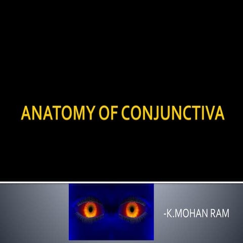 Anatomy of conjunctiva
