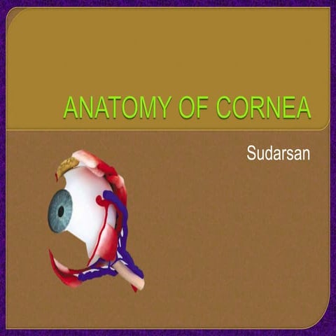 Anatomy of cornea   copy
