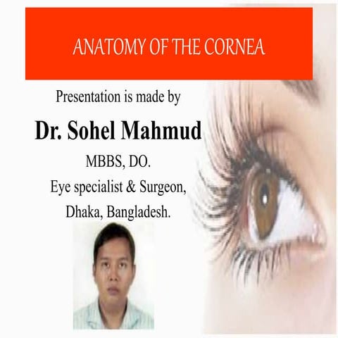 Anatomy of cornea of dr. sohel mahmud