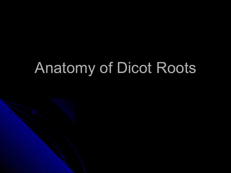 Anatomy of dicot roots