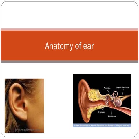 Anatomy of ear