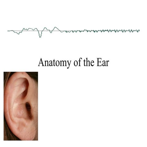 Anatomy of the Ear