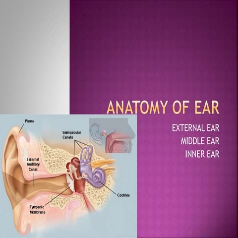 Anatomy of Ear | PPTX