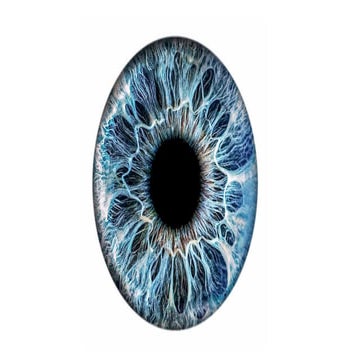 Anterior and posterior segment of eye | PPTX