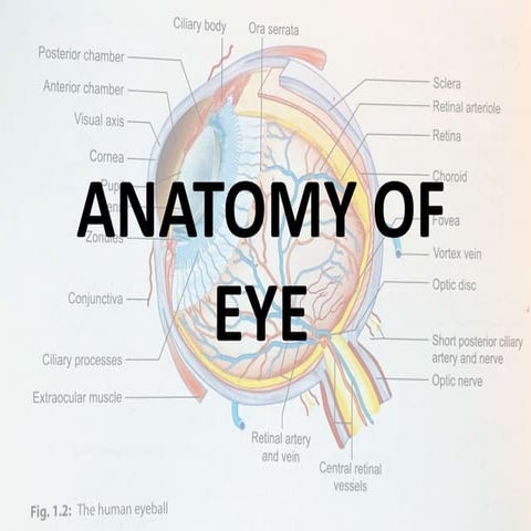 anatomy of eye copy.pptx