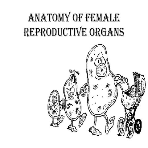 anatomyoffemalereproductiveorgans-150703094139-lva1-app6891.pptx