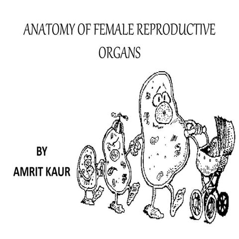 Anatomy of female reproductive organs
