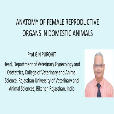 Anatomy of female reproductive organs in domestic animals