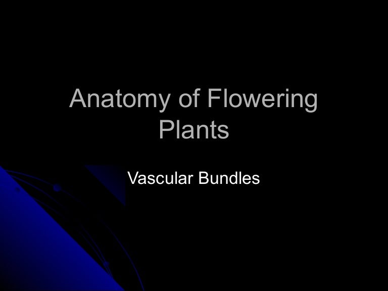 Anatomy of flowering plants vascular bundles