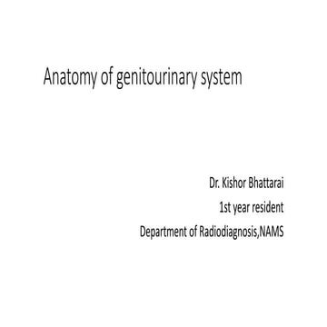 Anatomy of genitourinary system