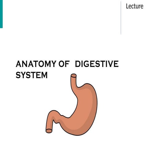 Comprehensive Overview of the Human Digestive System and Related ...