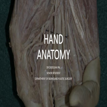 Phalanges of upper limb | PPTX
