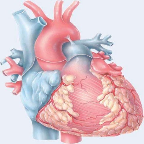anatomy and physiology of heart..ppt....