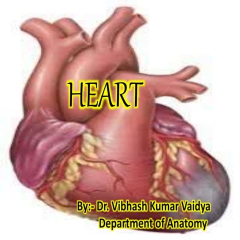 Anatomy of heart