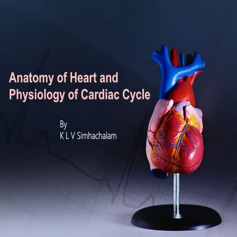 Anatomy of heart and physiology of cardiac cycle by simhahchalam