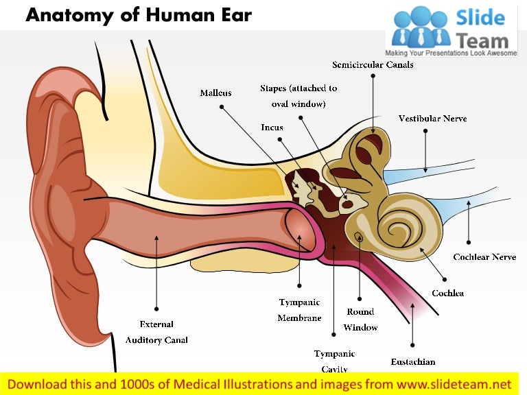 Anatomy of human ear medical images for power point