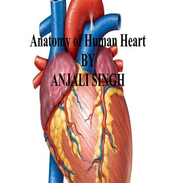 Anatomy of Human Heart