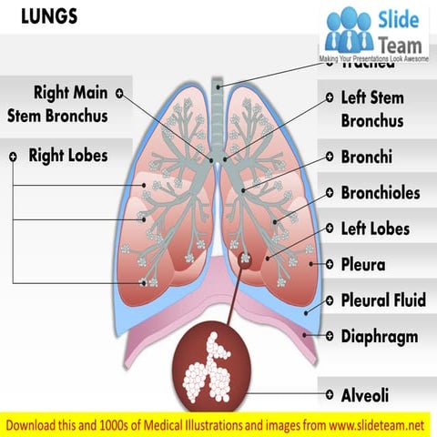 Anatomy of human lungs medical images for power point