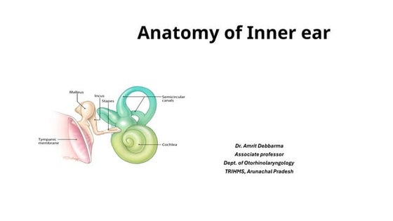 Internal ear.ANATOMY OF THE INTERNAL EAR | PPTX