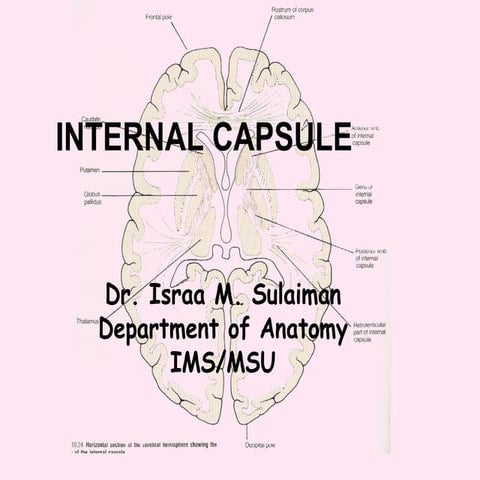 Anatomy of  internal capsule