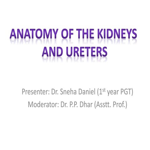 Anatomy of kidney nd ureter   copy