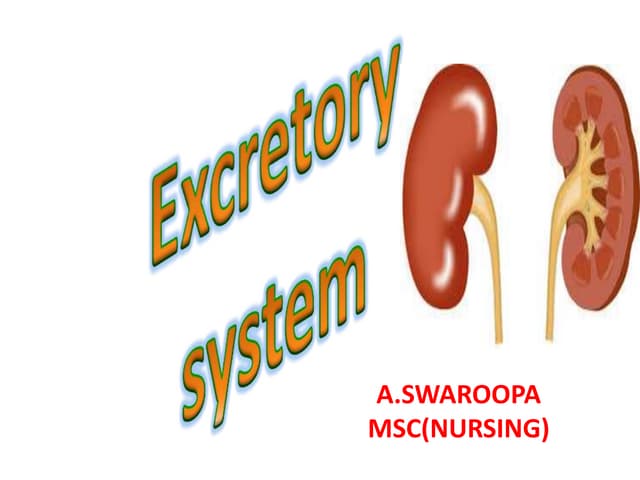 Anatomy of  kidneys
