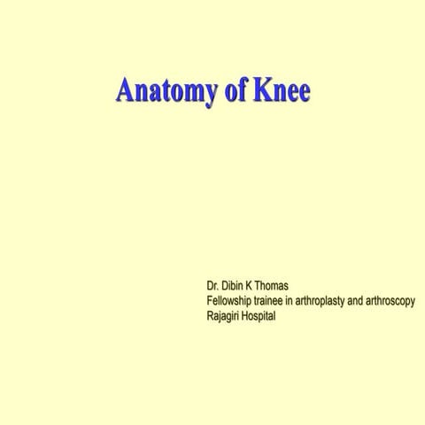 Anatomy of knee