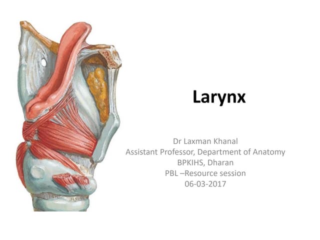 Anatomy of larynx 