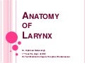 Anatomy of Larynx