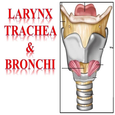 Anatomy and physiology of Larynx structure | PDF