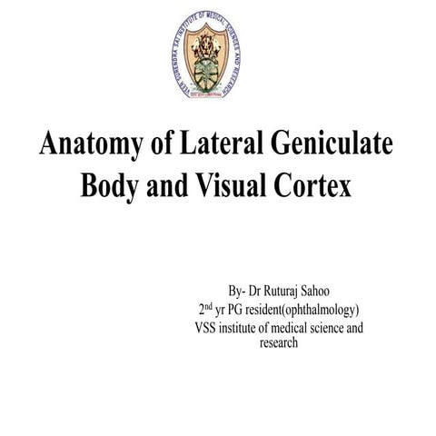 Anatomy of lateral geniculate body and visual cortex