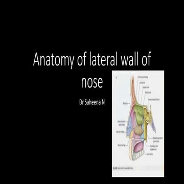 Anatomy of lateral wall of nose
