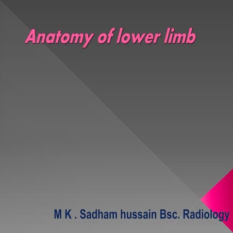  bones of lower limb and anatomy of lower limb