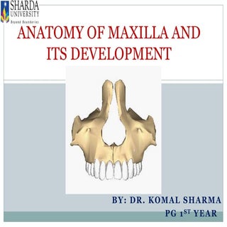 Anatomy of maxilla and its development