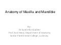 Anatomy of maxilla and mandible