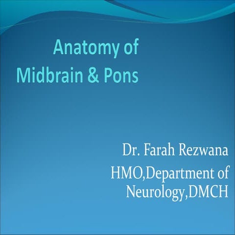 Anatomy of midbrain & pons
