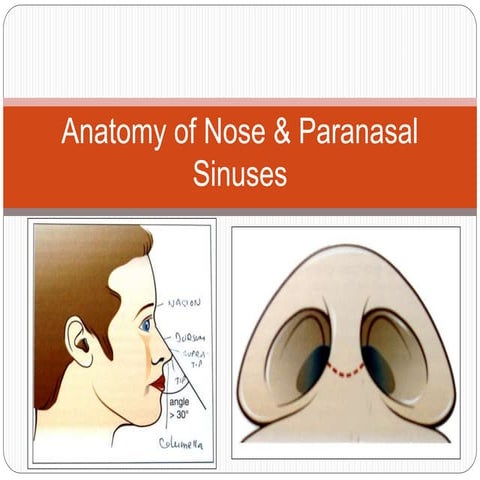 Anatomy of nose & paranasal sinuses