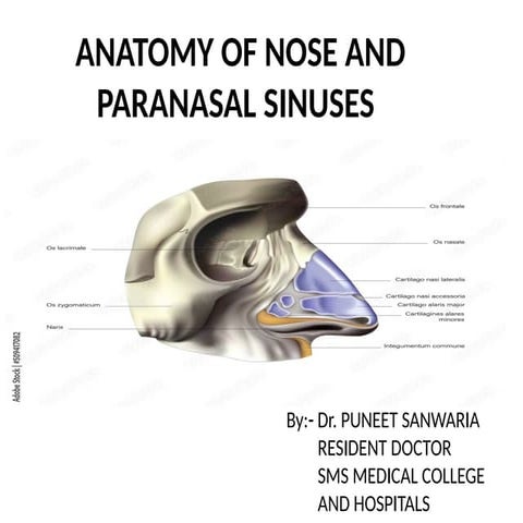 Comprehensive Anatomy and Development of Nose and Paranasal Sinuses | PPTX
