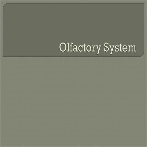 Anatomy of olfactory system