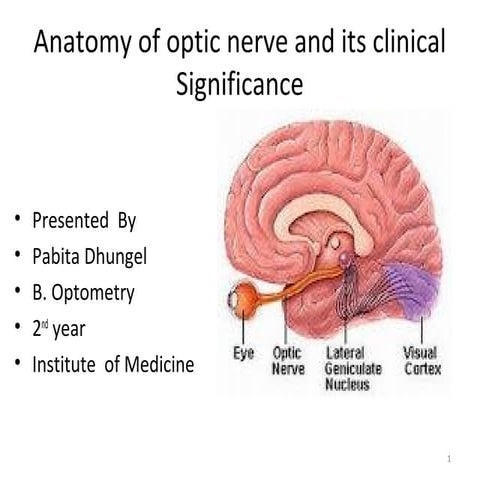 Anatomy of optic nerve and its clinical significance