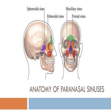 Anatomy Of Paranasal Sinuses | PPT
