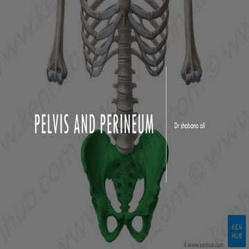 anatomy of pelvis, perineum and pelvic diaphragm.pptx