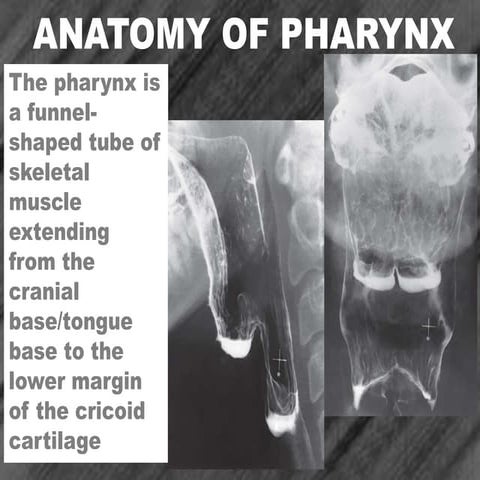 Anatomy of pharynx