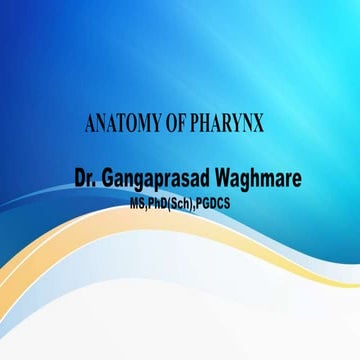 Anatomy of pharynx